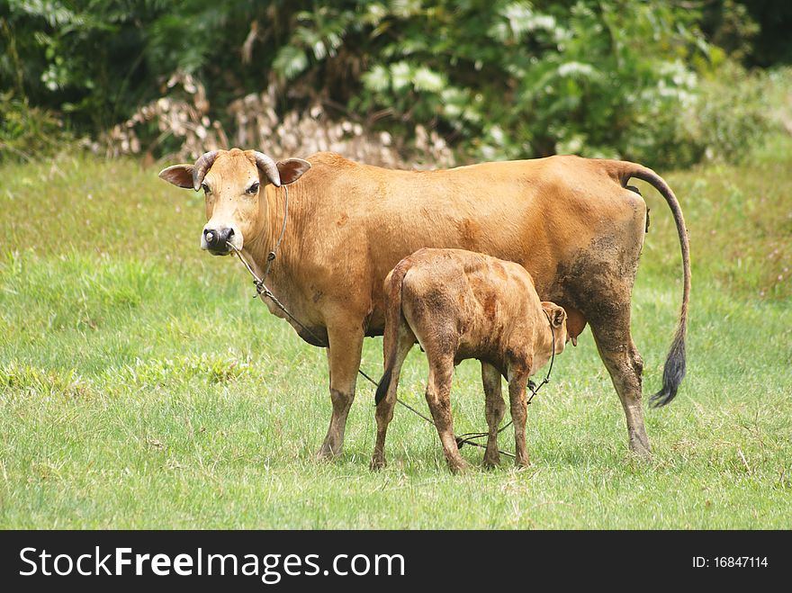 Cow breast feeding