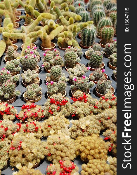 Image of small cactus plants in farm