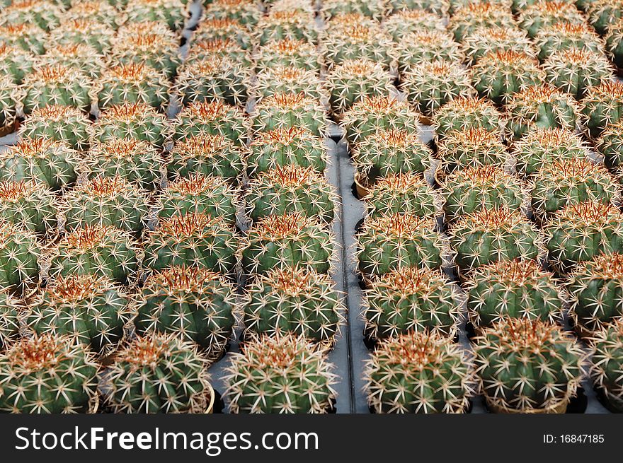 Image of small cactus plants at farm