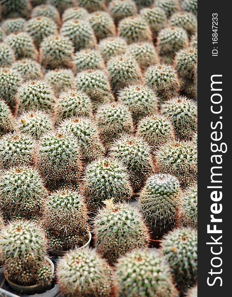 Image of small cactus plants at farm