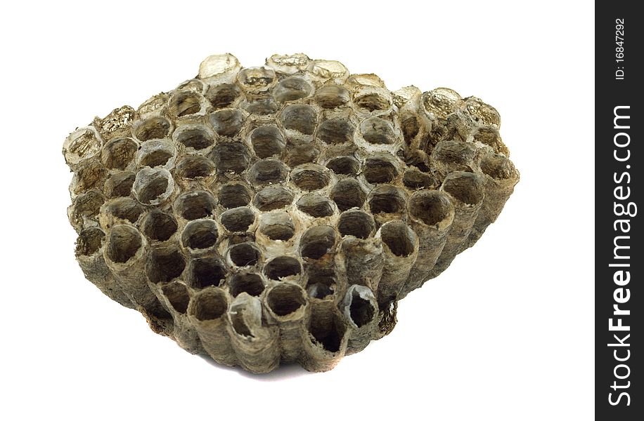 Paper Wasp Nest Isolated