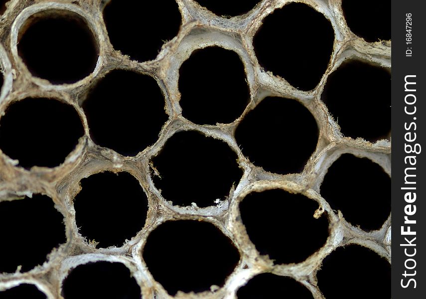 A Empty Paper Wasp Nest Isolated on White