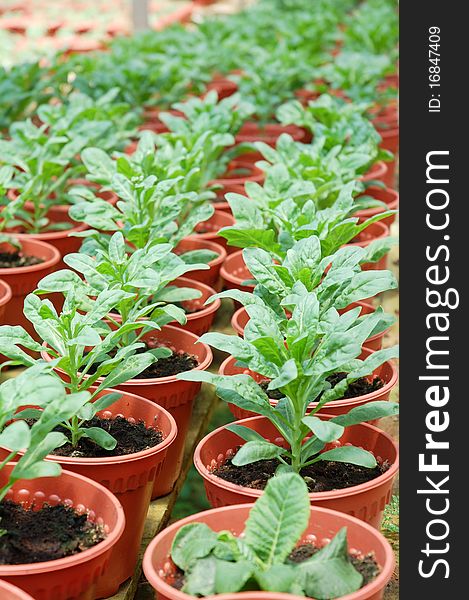 Image of green plants at farm