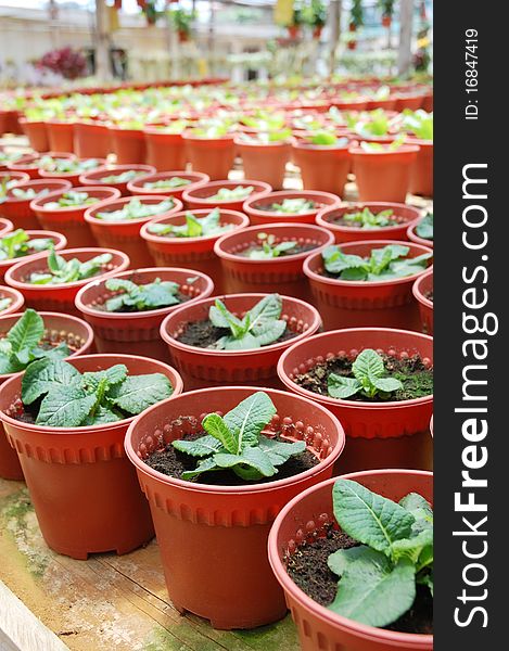 Image of green plants at farm