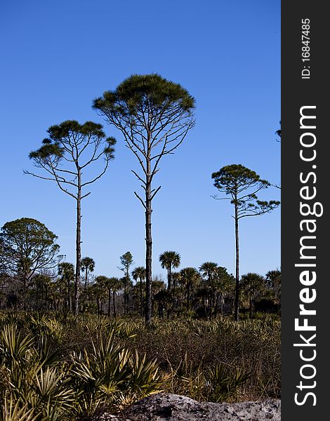 Three loan pine trees in Florida. Three loan pine trees in Florida