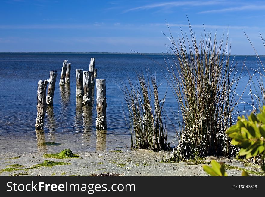 Sea Shore with Pilings and Reeds