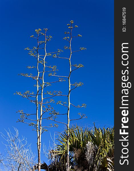 Three tall spindly trees with a dark blue sky as background.