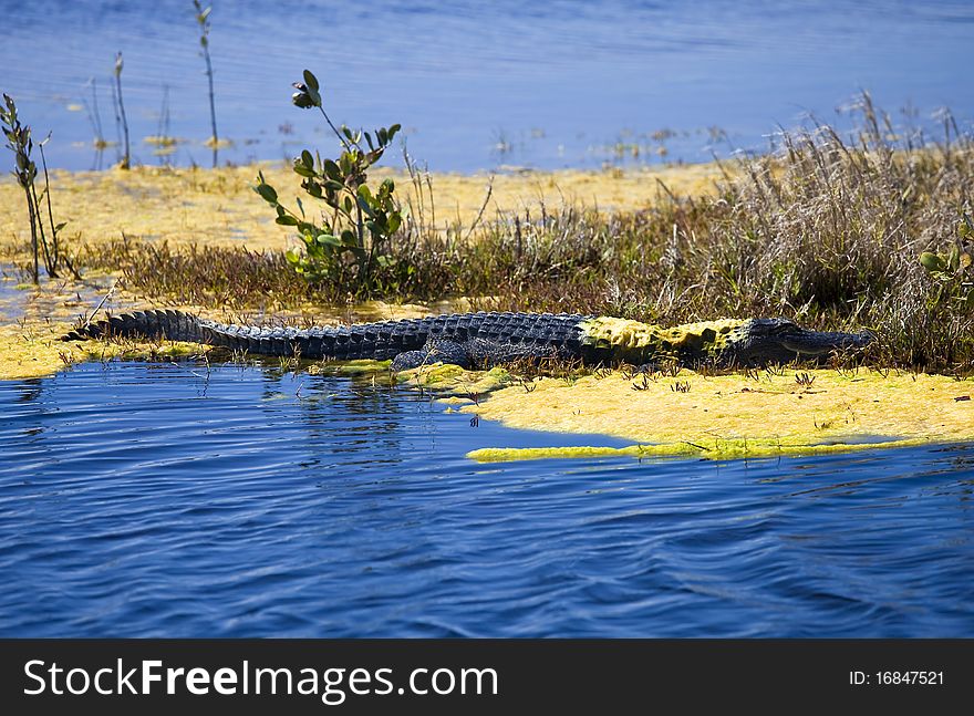 Alligator with yellow foam on his back. Alligator with yellow foam on his back