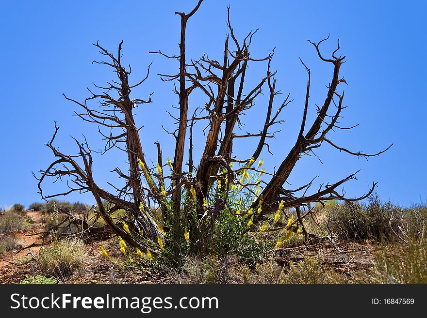 Yellow flowers growing in a dead tree with blue sky in the background. Yellow flowers growing in a dead tree with blue sky in the background