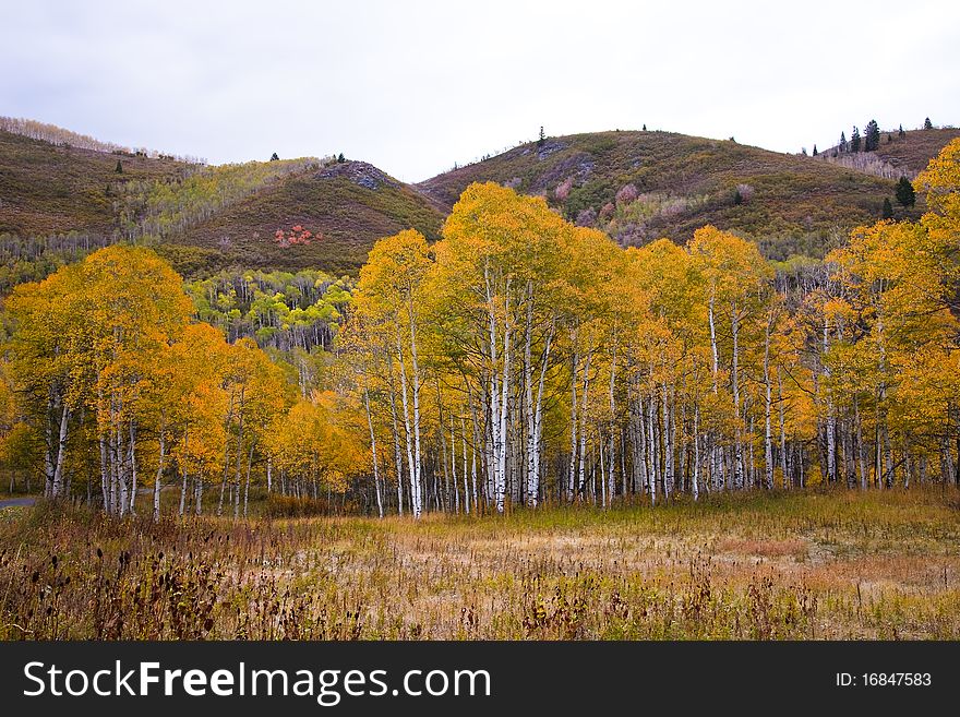 Aspens changing color in the autumn. Aspens changing color in the autumn