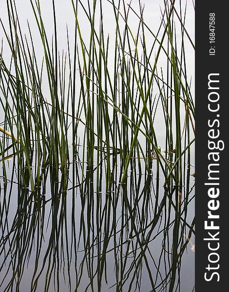 Reeds reflecting on water creating an abstract pattern. Reeds reflecting on water creating an abstract pattern