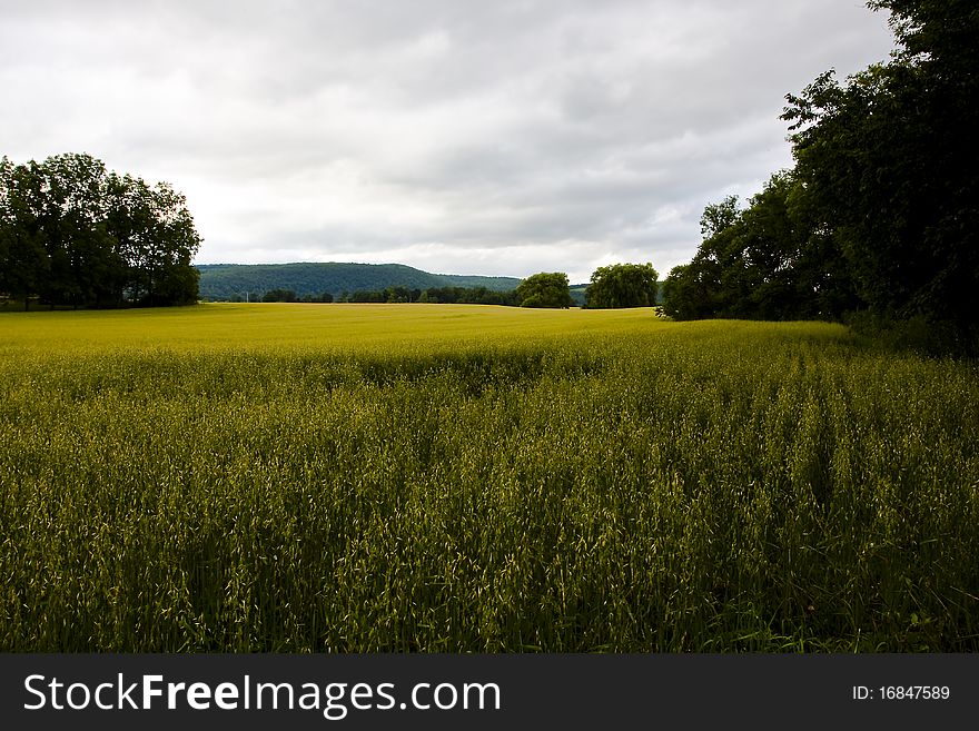 Wheat Field