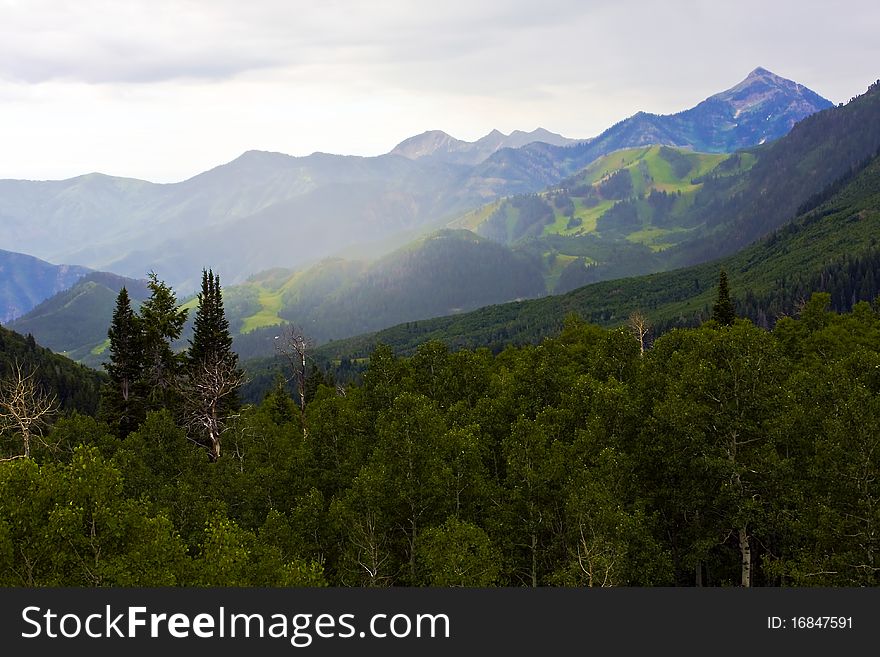 Trees with green mountains in the distance. Trees with green mountains in the distance