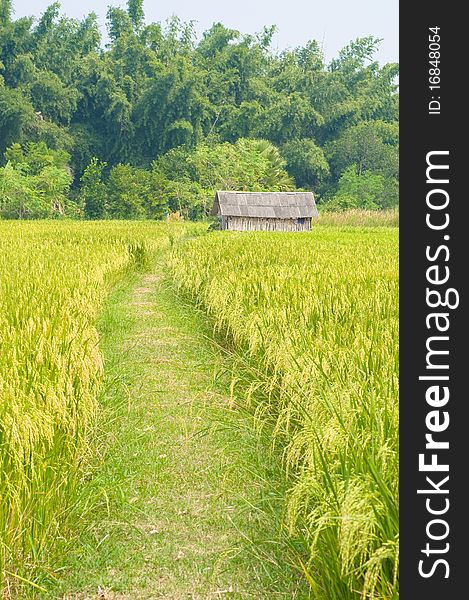 This picture is the rice farm in Thailand