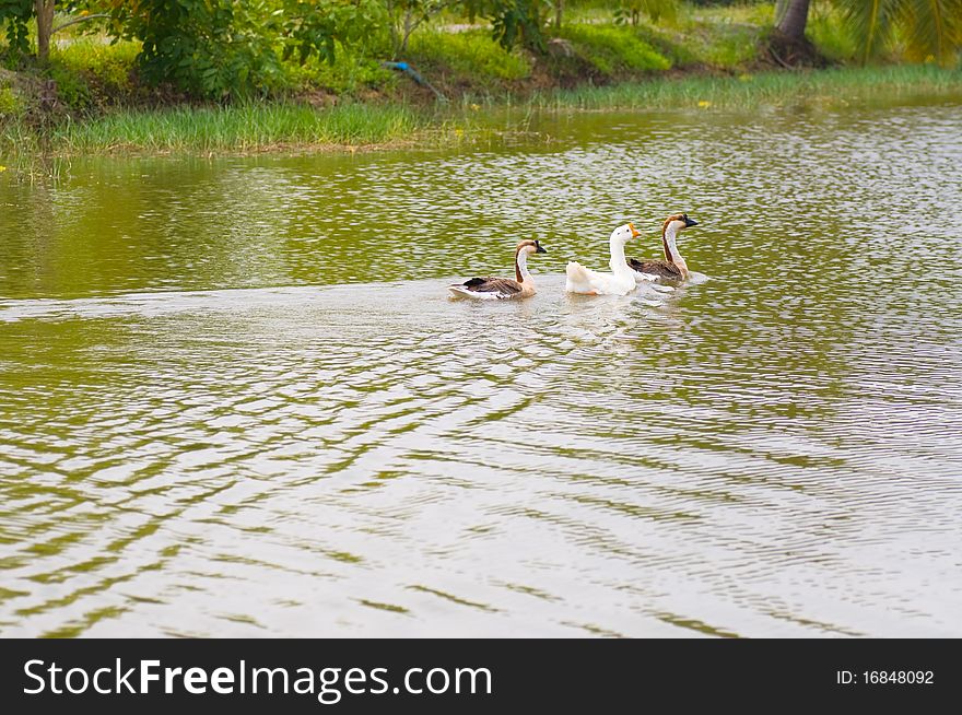 This picture is a group of gooses in the water