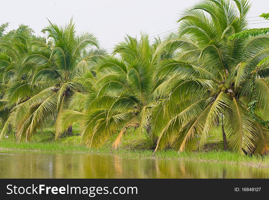 This picture is a group of coconuts tree. This picture is a group of coconuts tree