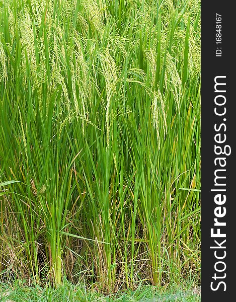 This picture is a group of rice plant in rice farm