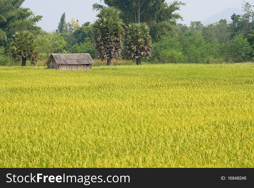 This picture is the rice farm in Thailand