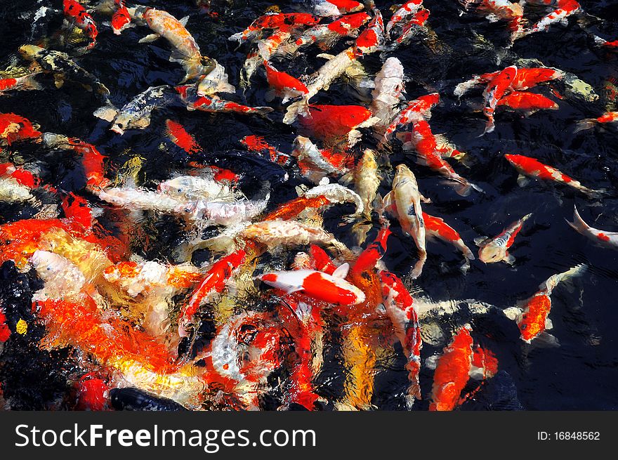 Koi fish, Japanese  well known beautiful fish