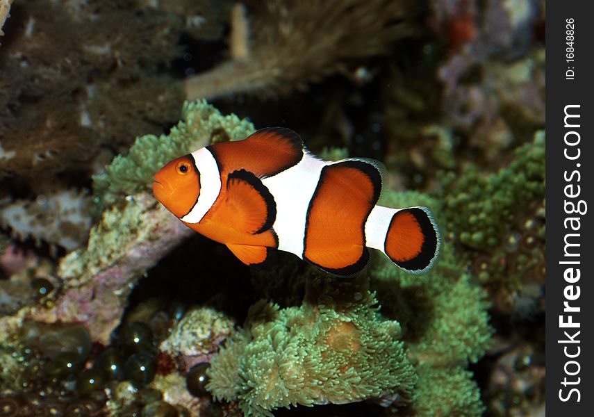 Small colorful fish with a reef as background