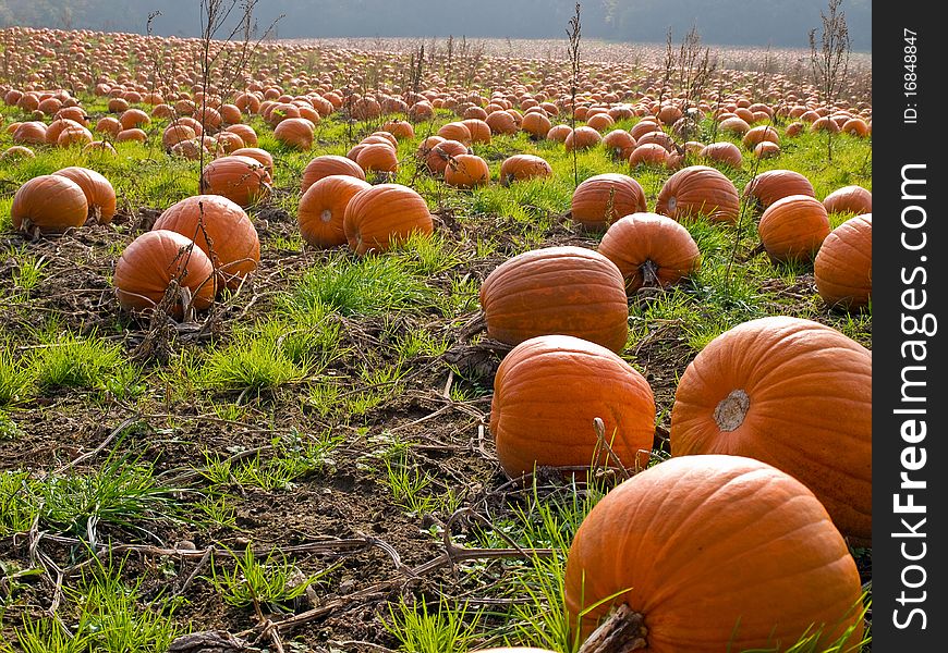 Halloween Pumpkin Field Background Image