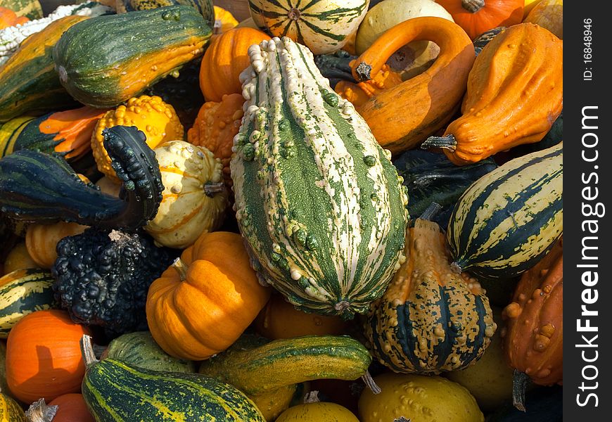 Halloween Pumpkin Field Background Image