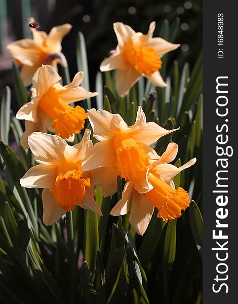 Flower Daffodils