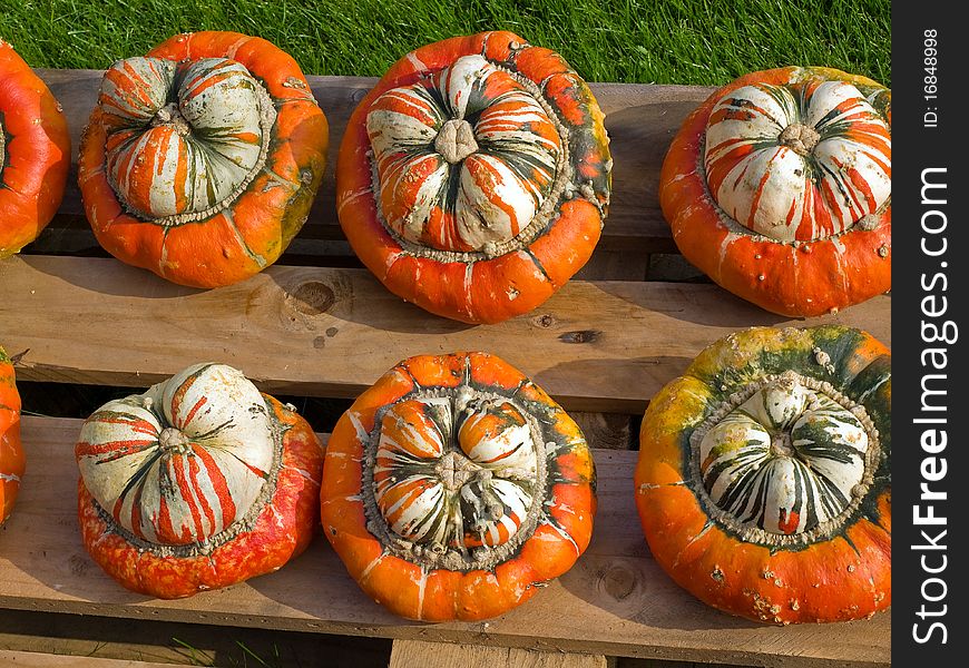 Halloween Pumpkin Field Background Image