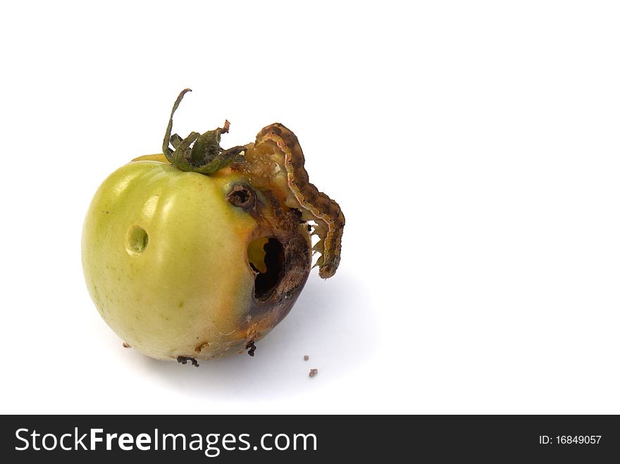 Fruit vermin-creeping caterpillar canker green tomato