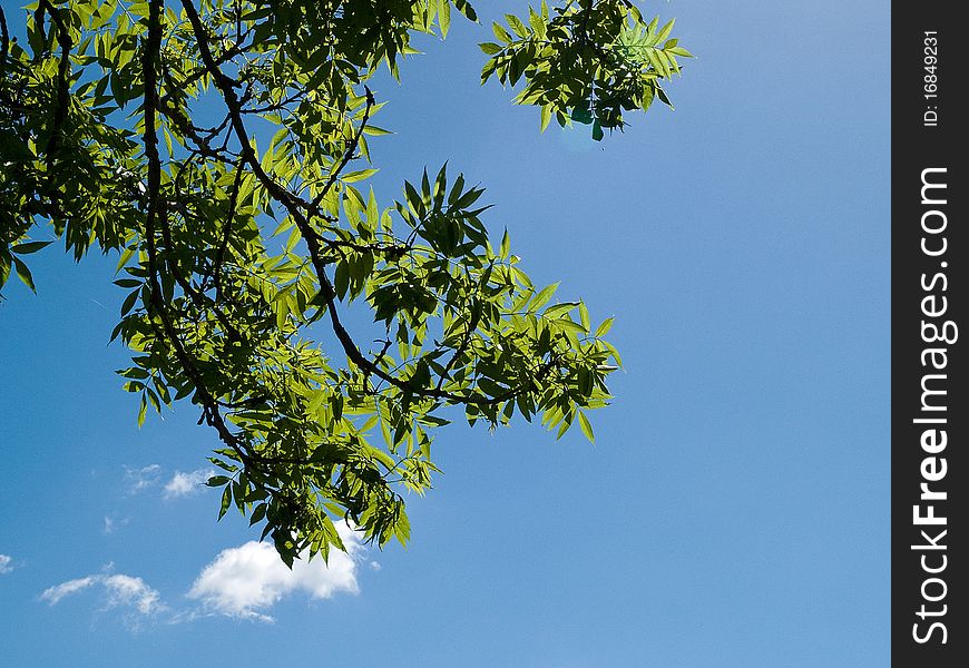 Lush green tree branch with clear sky perfect nature background image. Lush green tree branch with clear sky perfect nature background image