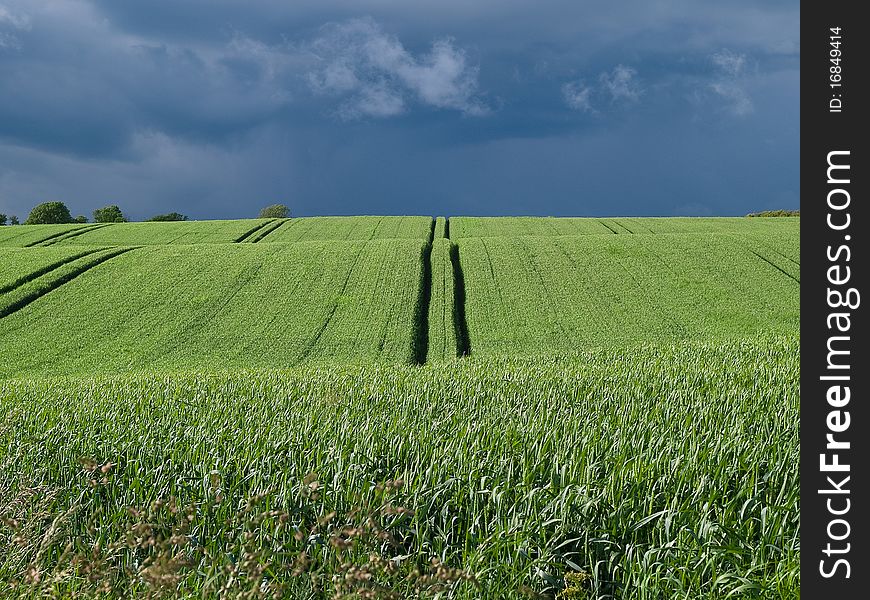 Green grass field with dramatic beautiful cloudscape sky agriculture nature background. Green grass field with dramatic beautiful cloudscape sky agriculture nature background