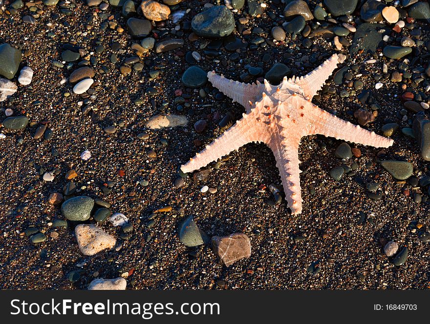 A rosy starfish on a beach. A rosy starfish on a beach