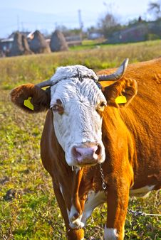 Old Cow Royalty Free Stock Photography