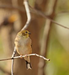 American Goldfinch, Carduelis Tristis Royalty Free Stock Photography