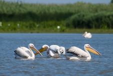 White Pelicans Stock Photography White Pelicans Stock Photography