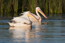 White Pelicans Pair Royalty Free Stock Photo White Pelicans Pair Royalty Free Stock Photo