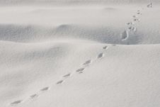 Animal Traces In The Snow Royalty Free Stock Images