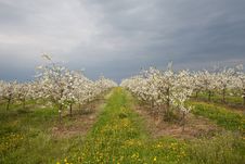 Apple Orchard Before The Storm Royalty Free Stock Photos Apple Orchard Before The Storm Royalty Free Stock Photos