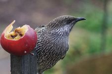 Brush Wattlebird Royalty Free Stock Image Brush Wattlebird Royalty Free Stock Image