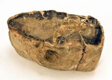 Petrified Wood Royalty Free Stock Images Petrified Wood Royalty Free Stock Images