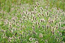 Blooming Clover Flowers Stock Image Blooming Clover Flowers Stock Image