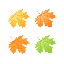 Autumn Maple Leafs Stock Images