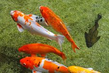 Colorful Koi Carps Stock Image Colorful Koi Carps Stock Image