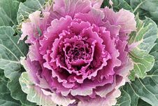 Violet Cabbage Stock Image