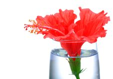 Red Hibiscus Flower Royalty Free Stock Image Red Hibiscus Flower Royalty Free Stock Image