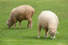 Sheep On Green Field Stock Photos
