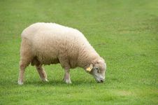 Sheep On Green Field Stock Image