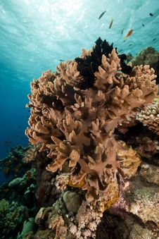 Finger Leather Coral In The Red Sea. Royalty Free Stock Photos