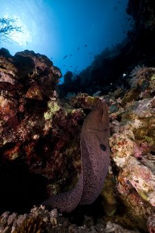 Giant Moray In The Red Sea. Royalty Free Stock Photo Giant Moray In The Red Sea. Royalty Free Stock Photo