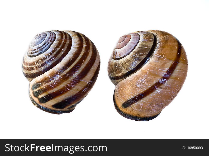 A close-up shoot of snail shells isolated on a white background.